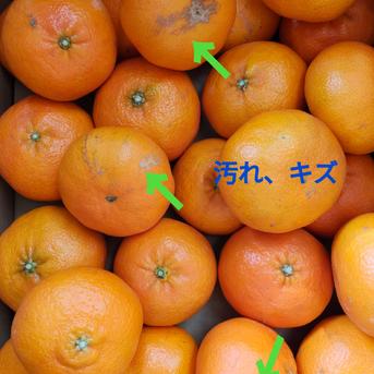 【Pё】M甘平9Kg　　同梱発送 甘平9キロ 九州〜東北へ発送の方専用ページ ｜ 果物/オレンジ・その他