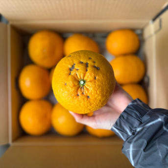栽培期間中農薬不使用】爽やかな甘さ 愛媛県産 甘夏 約2.5kg（家庭用