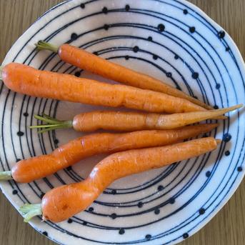 愛情たっぷり育てた寒締め葉つきミニ人参2100g☆パチャママ農園