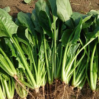 京都産　ほうれん草 180㌘入り　×10袋 野菜/その他野菜通販