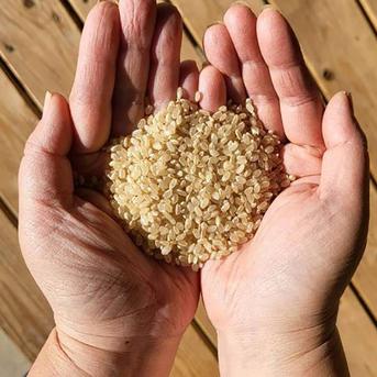 無農薬・無施肥　玄米　灯かり米（ヒノヒカリ）　箱込５kg 箱込５kg 米・穀物/玄米通販