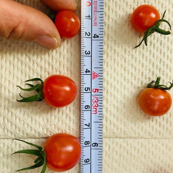 ミニトマト 1.8キロ フードロス 規格外 野菜 熊本産 訳あり 安い