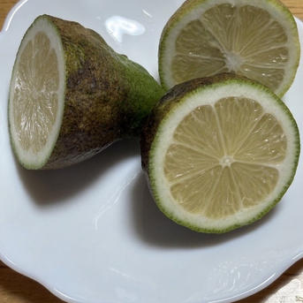 加工用グリーンレモン 10kg ｜ 果物/香酸柑橘(ライム・レモン等) 産直