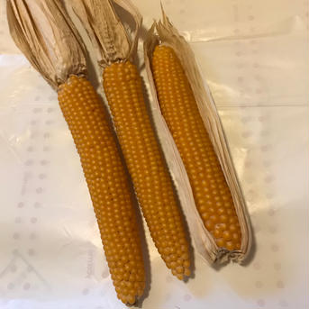 おつまみの定番！ポップコーン 1kg （500g✖️2袋） 野菜/とうもろこし通販