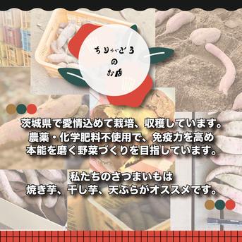 【茨城県産】　さつまいも　ありがとうの紅はるか　中サイズ【約20kg】 20kg（中サイズ） 野菜/さつまいも通販