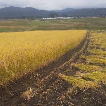 令和４年 長野県蓼科高原のハゼ掛け米 ４キロ 米・穀物/無洗米通販