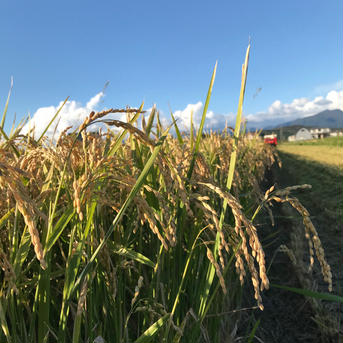 北海道産ゆめぴりか玄米10kg 10kg 米・穀物/米/精米通販