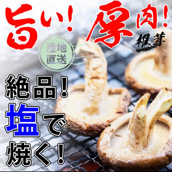 東北地方の方用 頑張って成長したが形が悪い徳島県産肉厚歯応えの良い