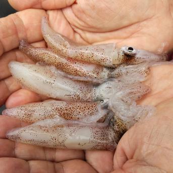 ヒイカ約2㌔小サイズ 約2㌔ 魚介類/イカ通販