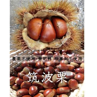 甘い品種の自然栽培 栗】 筑波栗 自然栽培 900g ｜ 果物/栗 産直アウル 