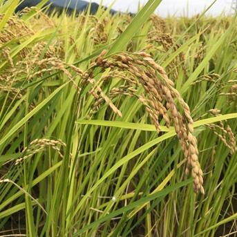 令和5年度産　徳島県産白米アキサカリ 10kg 米・穀物/米/精米通販