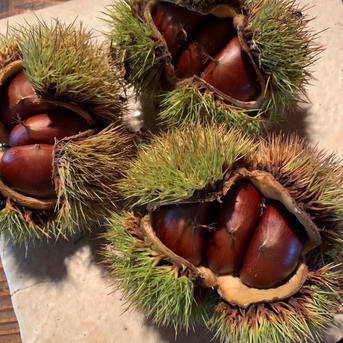 むき栗 250g 京都 無農薬栽培 | 果物/栗 産直アウル 農家から直接野菜