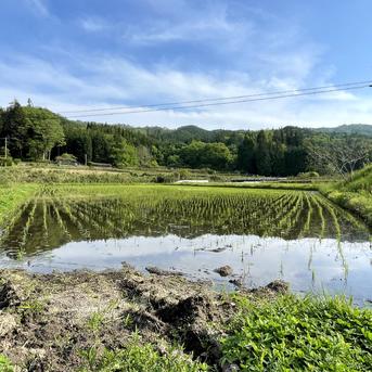 農家直送】青森県産もち米 あかりもち9.5kg 精米済み 送料込み
