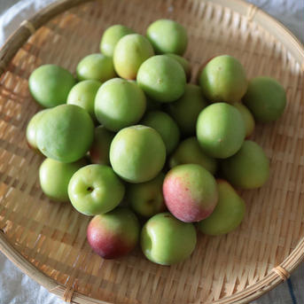 【5kg】青梅　南高梅 青梅【5kg】 果物/青梅通販