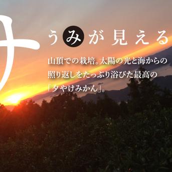 【柑橘の大トロ♪】せとか 2㎏（ご家庭用） せとか（ご家庭用）２㎏ 果物/オレンジ・その他みかん通販
