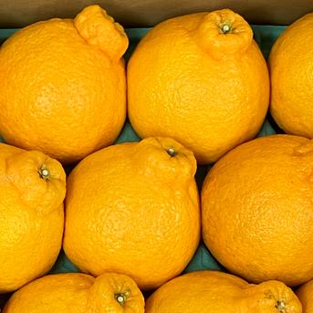 熊本県産 デコハウスみかん 不知火柑 約1.5㎏ 特選 優品【001
