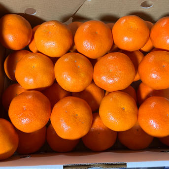 小原紅早生5㎏（優品） | 果物/温州みかん 産直アウル 農家から直接