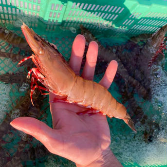 『数量限定』活け締め冷凍足赤海老🦐　特大　1k 1k 魚介類/エビ通販