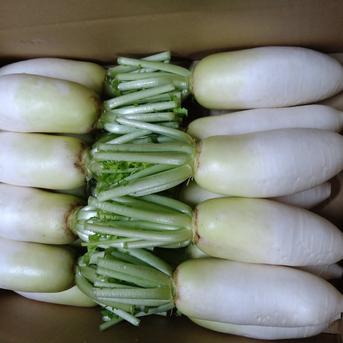 三浦産14キロ小さな味いちばん大根 14キロ 野菜/大根通販