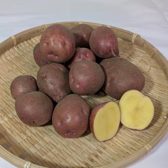 北海道産　アンデスレッド　１．８ｋｇ アンデスレッド　１．８ｋｇ 野菜/じゃがいも通販