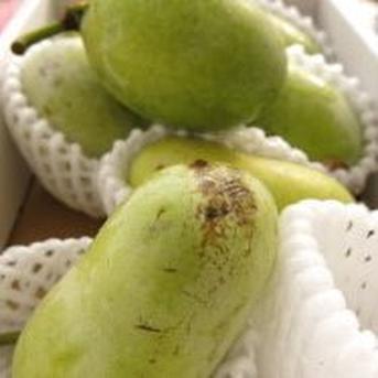 幻のポポー 約900g | 果物/その他果物 産直アウル 農家から直接