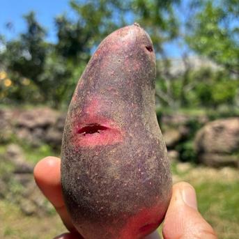 グラウンドペチカ】5kgデストロイヤー 甘くてホクホク、クセになる