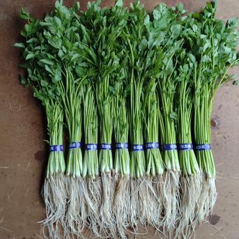 秋田県にかほ市産【せり】1200ｇ 1200ｇ 野菜/その他野菜通販