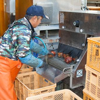完売御礼【冷凍剥きホヤ200ｇ】 剥きたての味！ 三陸宮城女川産 真海鞘 3年子 酒の肴 剥きホヤ200g 魚介類/その他魚介通販