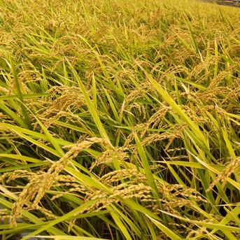 令和7年産 キヌヒカリ 玄米 15kg ｜ 米・穀物/玄米 産直アウル 農家