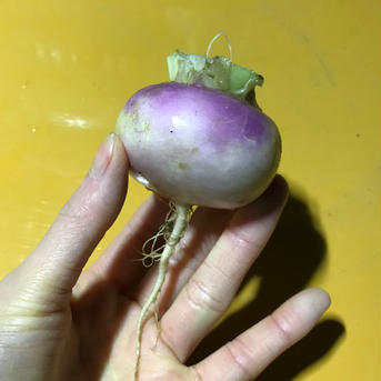 葉無しあやめ雪カブ3kg🥗 3kg 野菜/かぶ通販