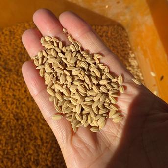 【真空パック】令和５年度産 農薬・化学肥料・除草剤不使用 朝日米(玄米) 10kg 玄米10kg(2kgを５個又は5kgを2個) 米・穀物/玄米通販