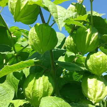 信州蓼科高原産 食用ほおずき「ゴールデンベリー」6P 1kg 野菜/その他野菜通販