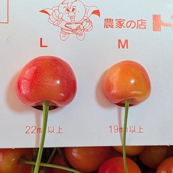 さくらんぼ紅秀峰訳あり ｜ 果物/さくらんぼ 産直アウル 農家・漁師
