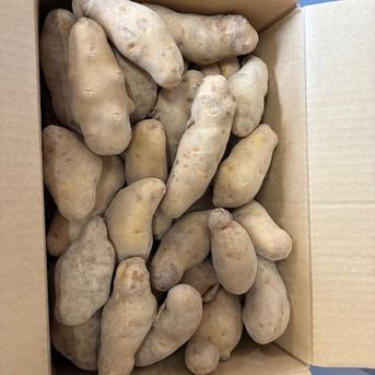 北海道江差町産 メークイン 10キロ ML混合】訳あり 変形・傷あり 沖縄