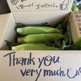 【8本、80サイズ】ひぐらし農場のとうもろこし！甘くてジューシー、生でも食べれるゴールドラッシュ！ とうもろこし 8本 野菜/とうもろこし通販