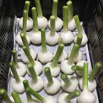 これぞ「旬」甘みたっぷりフレッシュにんにく1.3kg 2L球以上10玉前後