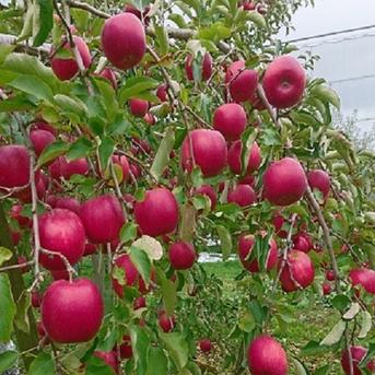 🍎なかなかお目にかかれないジョナゴールド🍎見つけたらラッキーわずか6%市場になかなか出回らない希少な林檎～品種指定探しキャンペーンお得な大容量パッケージ～🍎冬ギフト🍎 ジョナゴールド10～12個 果物/りんご通販