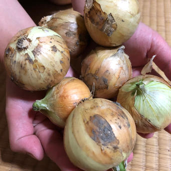 【天日干しで甘みがギュッ‼️】べっぴんやさいのちびたま（約2kg） 約2kg 野菜/玉ねぎ通販