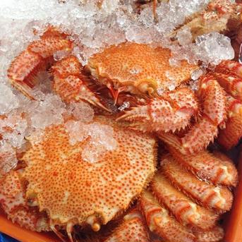 北海道毛ガニ　400g前後✖︎4杯 魚介類/カニ通販