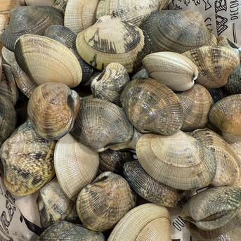 ちゃんこいあさり | 魚介類/あさり 産直アウル 農家から直接野菜などの