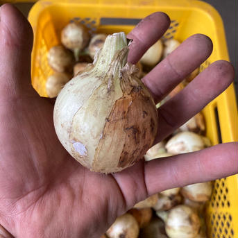 訳あり 玉ねぎ2キロと春キャベツ2玉 3キロ 野菜/玉ねぎ通販