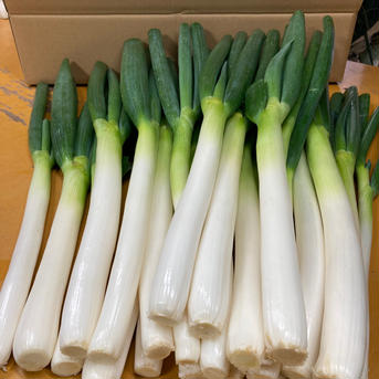 長ネギ食べて＼(^-^ )／大きさ不揃いほとんど2Lクラス【クール便対応】 5kg 野菜/ねぎ通販