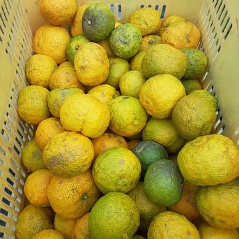 訳あり】自然栽培 柚子 ゆず10kg | 果物/香酸柑橘(ライム・レモン等