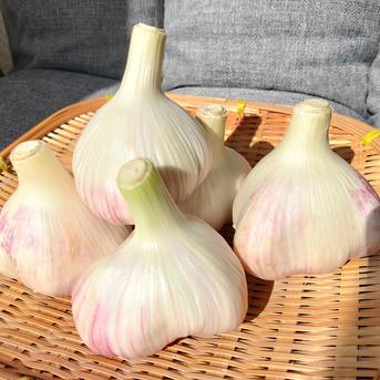 北海道在来種 熟成黒にんにく 400g（200g×2袋）【北海道産ピンク