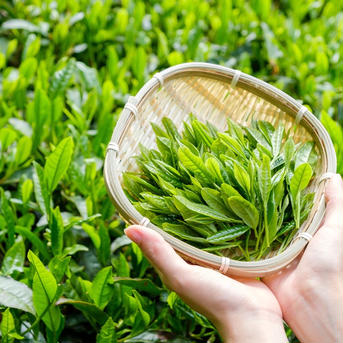 【2023年度産新茶・3袋セット】八十八夜摘み100g×3袋 新茶限定パッケージ♪  静岡 牧之原 100g×3袋 お茶/緑茶通販