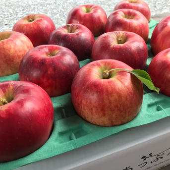 葉とらずつがる 約4.5kg【2026年産】 ｜ 果物/りんご 産直アウル 農家