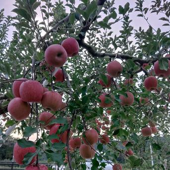 贈答用にもりんご🍎サンふじ🍎 5kg 大玉～中玉(12～16玉) ｜ 果物