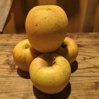 【甘系の最高峰】サンはるか5kg箱 約4.5~5.5kg(15~20玉) 果物/りんご通販