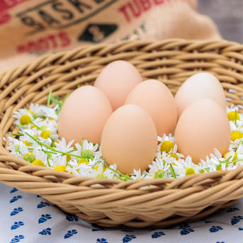 のびのび自由すぎる烏骨鶏達の有精卵 有精卵6個 卵/その他卵通販