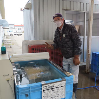 自然栽培 お米の旨味たっぷり氷温熟成 つや姫 令和2年産 山形県産 庄内産 庄内米 玄米 24kg 24kg 米・穀物/玄米通販